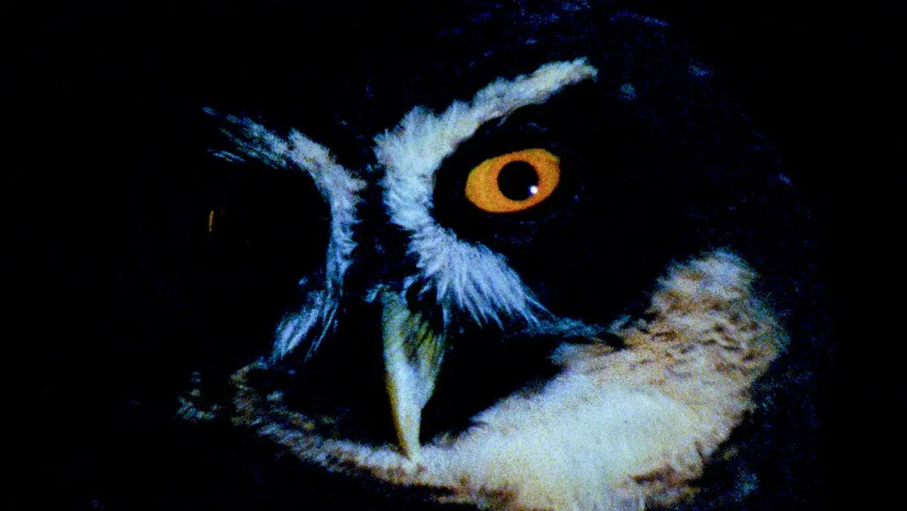 Animal Eye