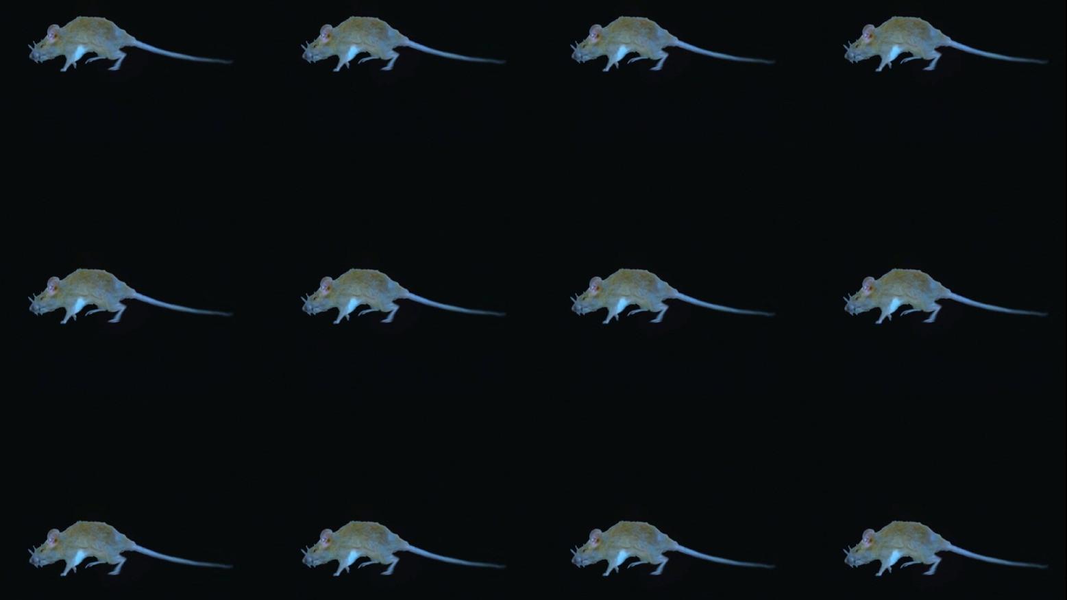 The Experience of a Rat