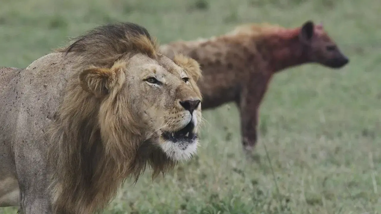 Lions and Hyenas: Owners of Death, Guardians of Life