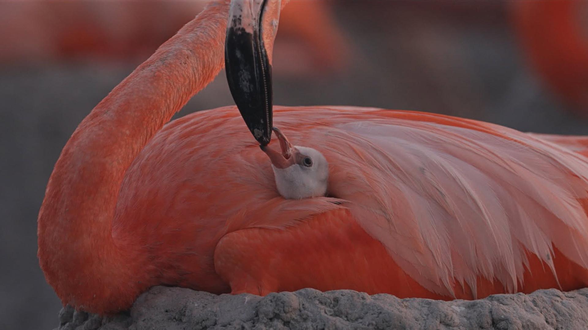 Flamingos: Life After the Meteorite