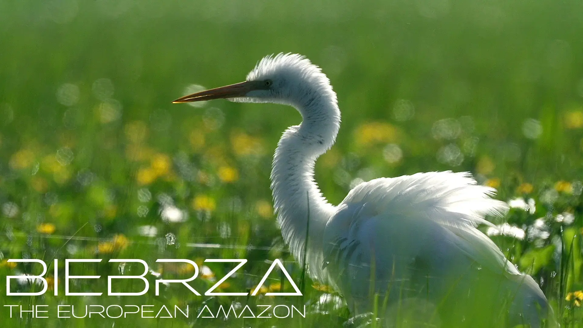 Biebrza: The European Amazon