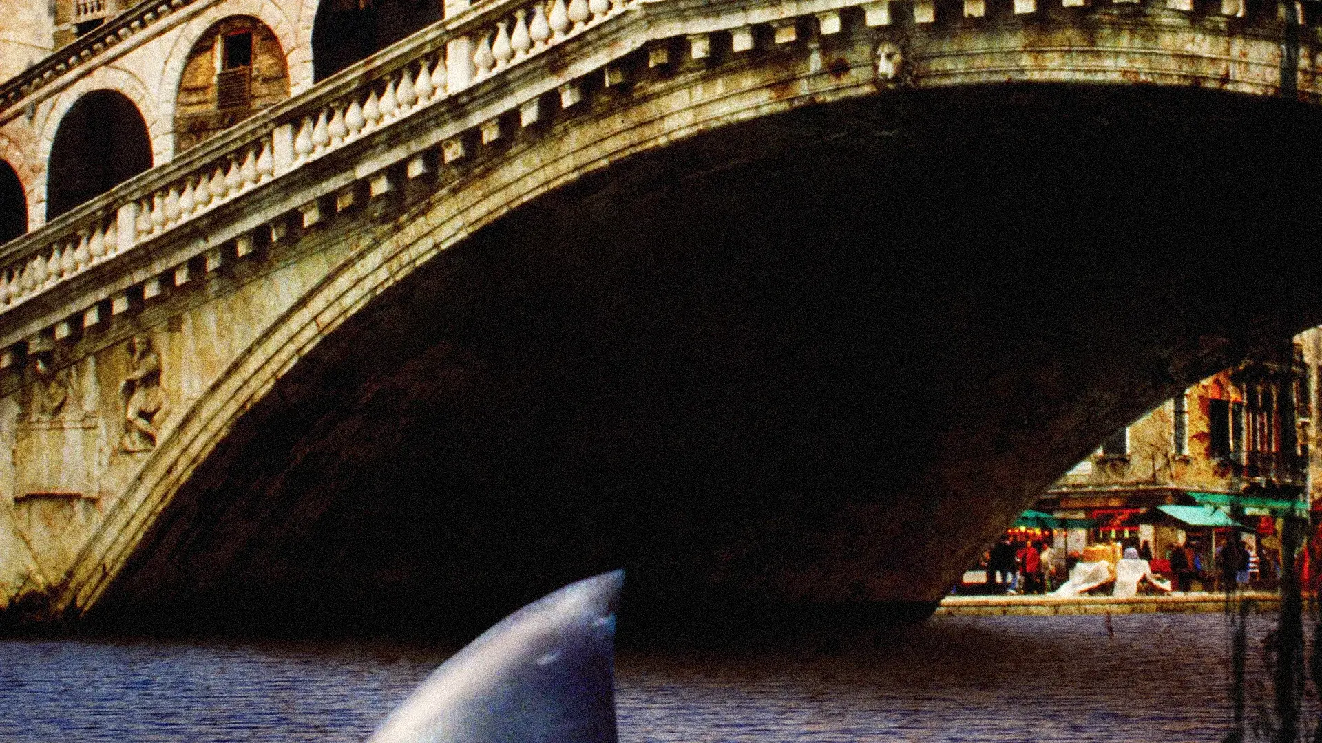 Sharks in Venice