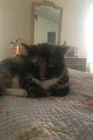 Stella the Cat