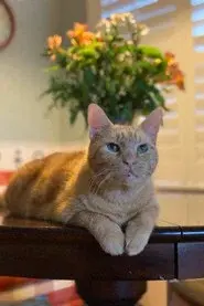 Murphy the Cat
