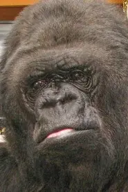 Koko