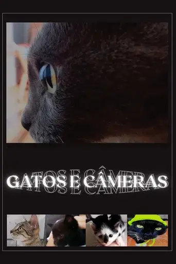 Cats and Cameras