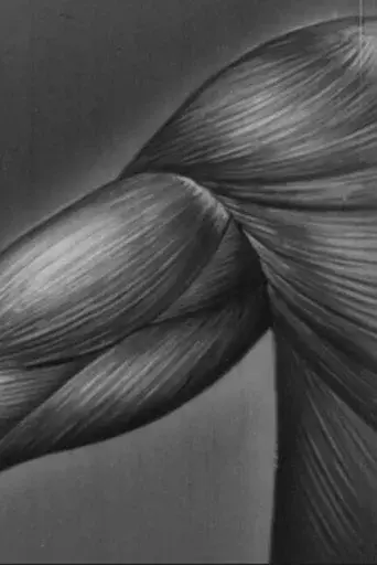 Human skeleton, muscles, movement and posture - Part II
