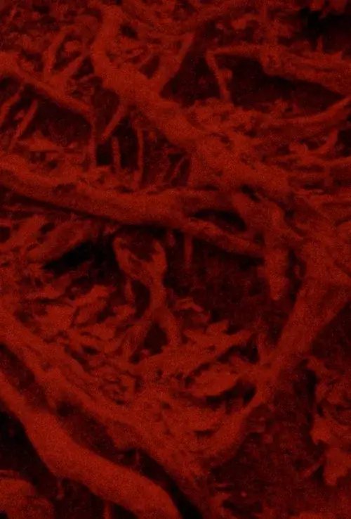 Language of the Entrails