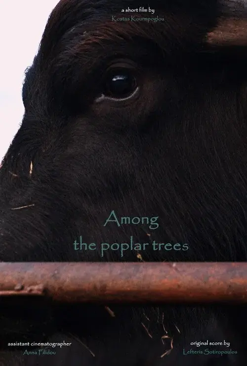 Among the poplar trees